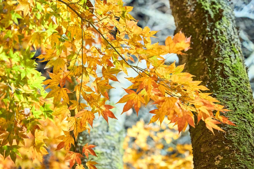 霧島・もみじ谷の紅葉｜渓谷を彩る秋に抱かれる「静流荘」という名の理由 