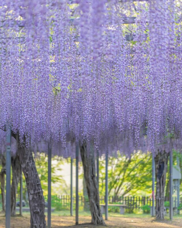 昨年の和気神社の藤の花。
風に揺れる姿がとてもきれいでした。
今年は今、六分咲きくらい。
やさしい紫が少しずつ広がっています。

Wisteria at Wake Shrine from last year,
swaying gently in the breeze, it was such a lovely sight.
This year, it’s about 60% in bloom.
Soft purples are slowly starting to spread.

#和気神社 
#霧島の藤の花
#鹿児島の藤の花 
#wisteriaflowers 
#kirishima
#wakeshrine