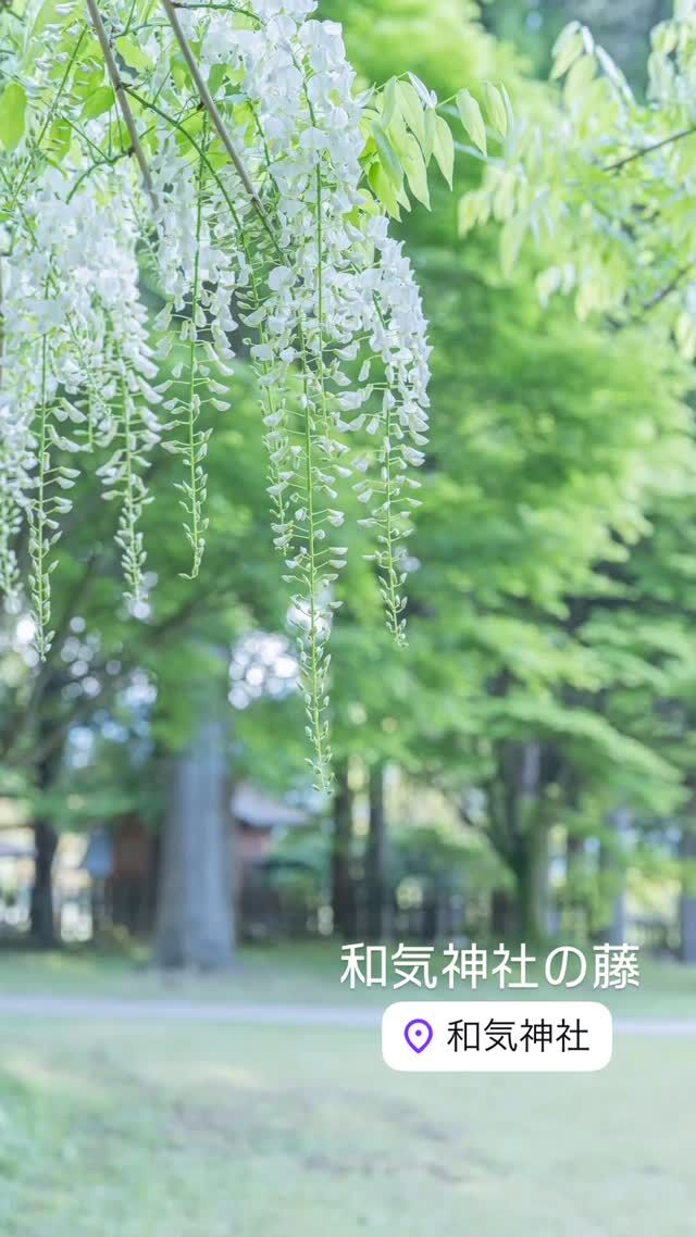 【和気公園の藤、見頃です🌸満開の藤棚を歩いてきました！】
当館から車で約20〜25分🚗
和気神社にある『和気公園』では、たくさんの藤が咲き誇ります✨
長く続く藤棚の下を歩けば、紫色の雨に包まれる幻想的なひとときに。
春だけの絶景、ぜひお楽しみください！
 
【Wisteria at Wake Park is in full bloom🌸 Walking through a stunning wisteria tunnel!】
Only 20–25 minutes' drive from our ryokan🚗
At Wake Park, wisteria flowers are now in beautiful full bloom✨
Strolling under the long trellis feels like stepping into a dream of falling purple rain.
Come and enjoy this magical spring scenery!

-----
ご予約はプロフィール欄のリンクから🔗
📍霧島もみじ谷　静流荘
@kirishimaseiryuso
鹿児島県霧島市牧園町高千穂3806
-----
 
#和気神社 #藤公園 #藤の花 #wisteria #wisteriaflower #waketown #春の絶景 #花の絶景 #japantravel #visitjapan #beautifuldestinations #藤棚 #花好きな人と繋がりたい