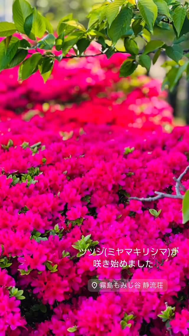 霧島温泉の春景色。
当館のご近所ですとちょうど見ごろをむかえ、
山々を鮮やかに彩っています🌸
温泉と花に癒される、特別なひとときです。

ミヤマキリシマはこれからが見ごろのようです。

Spring scenery of Kirishima Onsen.
Near our inn, the Miyamakirishima azaleas are reaching their peak, beautifully coloring the mountains. 🌸
It's a special time to relax and be healed by both the hot springs and the blossoms.
The Miyamakirishima will continue to be at their best in the coming days.

#霧島温泉 #ミヤマキリシマ #鹿児島旅行 #温泉旅館 #春の絶景 #自然に癒される #日本の春 #温泉好き #KirishimaOnsen #Miyamakirishima #KagoshimaTrip #JapanNature #SpringInJapan #OnsenTime #AzaleaSeason